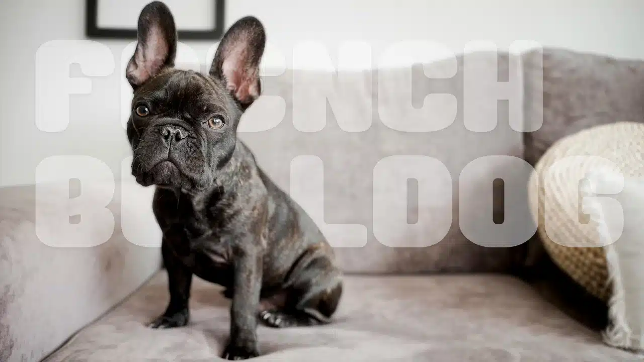 French Bulldog A Review of the Perfect Pet