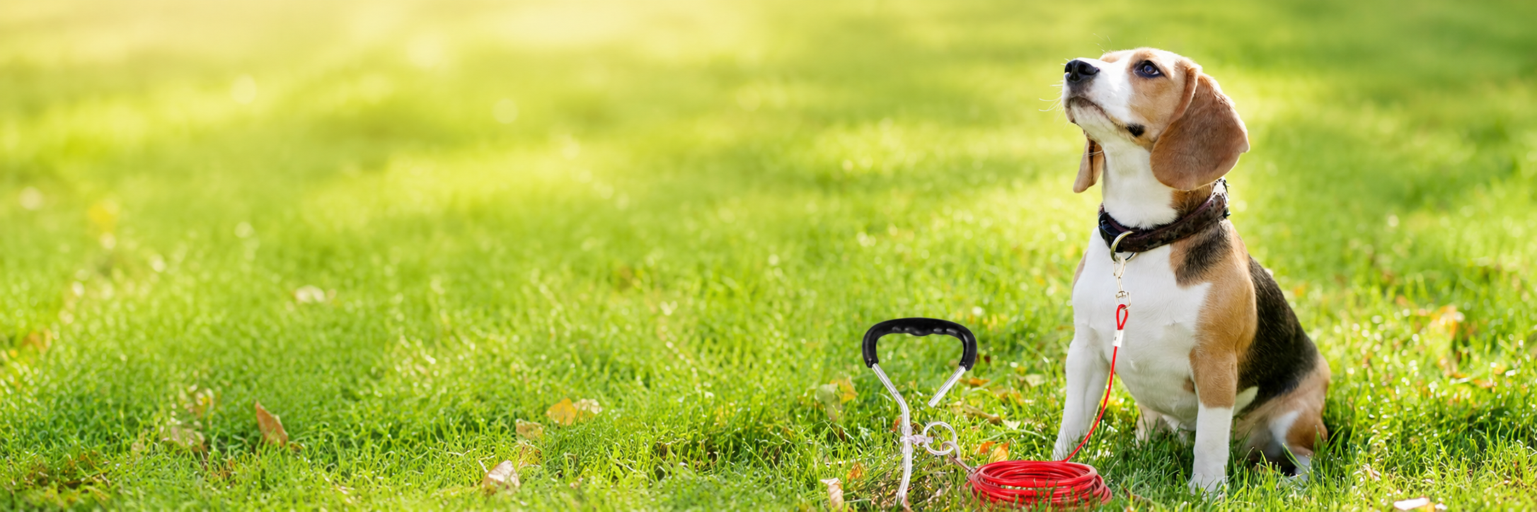 Dog Leash Banner